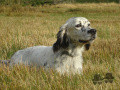 Setter Anglais GINO DU LONG BEC D'ENCHANET Setter Anglais GINO DU LONG BEC D'ENCHANET